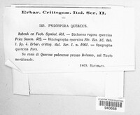 Psilospora quercus image